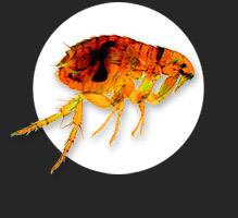flea